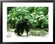 Chimpanzee, Walking, W. Africa by Mike Birkhead Limited Edition Print