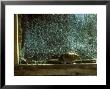 House Mouse On Windowsill by David Boag Limited Edition Print