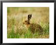 Brown Hare, Adult by David Boag Limited Edition Pricing Art Print