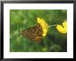 Marsh Fritillary, Feeding by David Boag Limited Edition Pricing Art Print