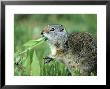 Ground Squirrel, Feeding, Usa by Olaf Broders Limited Edition Pricing Art Print