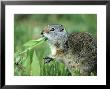 Ground Squirrel, Feeding, Usa by Olaf Broders Limited Edition Print