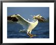 American White Pelican, Texas, Usa by Olaf Broders Limited Edition Print