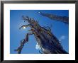 Bristlecone Pine, Bryce Canyon National Park, Utah, Usa by Olaf Broders Limited Edition Print