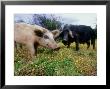 Pigs, Feeding, La Corse, France by Olaf Broders Limited Edition Print