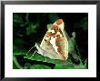 Purple Emperor, Male, Underside by Terry Button Limited Edition Print