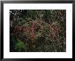 European Cranberry In Fruit, Wi by Willard Clay Limited Edition Print