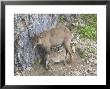 Ibex, Female With Young Suckling, Switzerland by David Courtenay Limited Edition Print