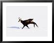 Chamois, Running In Snow, Switzerland by David Courtenay Limited Edition Print