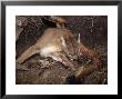 Mountain Lion, Female Giving Birth To Cubs, Rocky Mountains by Daniel Cox Limited Edition Print