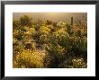 Spring Bloom, East Of Tucson, Usa by Daniel Cox Limited Edition Pricing Art Print