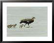 Upland Goose, Female With Goslings, Falklands by Kenneth Day Limited Edition Print