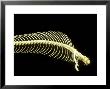 Cobra Skeleton by David M. Dennis Limited Edition Pricing Art Print