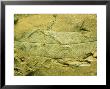 Fossil Angiosperm Leaf, Eocene Tennessee, Usa by David M. Dennis Limited Edition Print