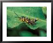Wasp Mimic by David M. Dennis Limited Edition Pricing Art Print
