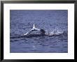 This Cape Fur Seal, Caught, Prionace Glauca, South Africa by Chris And Monique Fallows Limited Edition Print