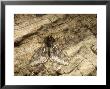 Small Brindled Beauty, Imago Male At Rest, Nottinghamshire, Uk by David Fox Limited Edition Print