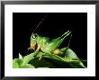 Leaf Shorthorn Grasshopper, Malaysia by Michael Fogden Limited Edition Print