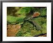 Anole Lizard, Male Displaying Dewlap, Costa Rica by Michael Fogden Limited Edition Print