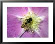 Hoverfly On A Downy Rose, Uk by Michael Fogden Limited Edition Print