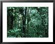Tropical Rainforest, Mexico by Patricio Robles Gil Limited Edition Print