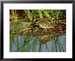 Common Snipe, Sinaloa, Mexico by Patricio Robles Gil Limited Edition Print