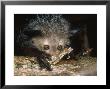 Aye-Aye, Salem Nosing Bark On Branch, Duke University Primate Center by David Haring Limited Edition Print