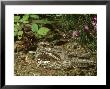 Nightjar, Caprimulgus Europaeus, Adult Incubating Eggs by Mark Hamblin Limited Edition Pricing Art Print