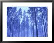 Scots Pines, Coniferous Woodland In Winter Strathspey, Scotland by Mark Hamblin Limited Edition Pricing Art Print