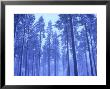 Scots Pines, Coniferous Woodland In Winter Strathspey, Scotland by Mark Hamblin Limited Edition Print