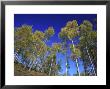 Silver Birches, Strathspey, Scotland by Mark Hamblin Limited Edition Pricing Art Print