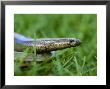 Slow Worm by Mark Hamblin Limited Edition Pricing Art Print