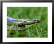 Slow Worm by Mark Hamblin Limited Edition Print