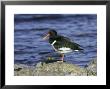 Oystercatcher, Adult Standing On Rock, Scotland by Mark Hamblin Limited Edition Print
