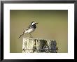 Pied Wagtail, Adult, Perched On Strainer Post, Scotland by Mark Hamblin Limited Edition Pricing Art Print