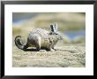 Viscacha, Lagidium Viscacia, Lauca National Park, Chile by Mark Jones Limited Edition Pricing Art Print