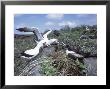 Nazca Booby & Great Frigatebird, Interaction, Galapagos by Mark Jones Limited Edition Print
