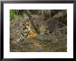 Bengal Tiger, Female On Rock, Madhya Pradesh, India by Elliott Neep Limited Edition Print