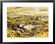 European Otter, Female Lying On Seaweed, Scotland by Elliott Neep Limited Edition Print