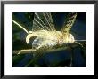 Desert Locust, Male In Flight by Oxford Scientific Limited Edition Print