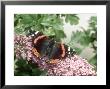 Red Admiral Butterfly, Vanessa Atalanta by Oxford Scientific Limited Edition Pricing Art Print