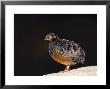 Chestnut-Bellied Hill Partridge, Zoo Animal by Stan Osolinski Limited Edition Print