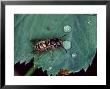 Common Wasp, Worker Drinking From Raindrop On Leaf, Middlesex, Uk by O'toole Peter Limited Edition Print