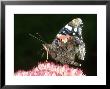 Red Admiral, Feeding On Sedum, Uk by Richard Packwood Limited Edition Print