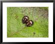 10-Spot Ladybird, Pupae, Cambridgeshire, Uk by Keith Porter Limited Edition Print