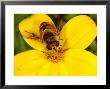 Hoverfly, Adult Feeding On Yellow Flower, Cambridgeshire, Uk by Keith Porter Limited Edition Print