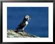 Puffin, With Sandeels, Scotland by Mike Powles Limited Edition Pricing Art Print