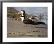 African Skimmer, Pair, Bostwana by Mike Powles Limited Edition Print