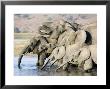 African Elephant, Family Drinking, Botswana by Mike Powles Limited Edition Print