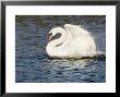 Mute Swan, Splashing During Bathing, Uk by Mike Powles Limited Edition Pricing Art Print
